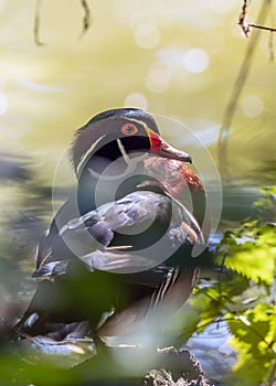 Wood Duck (Aix sponsa) spotted outdoors