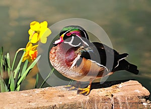 Wood duck (Aix sponsa) standing