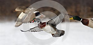 A Wood duck Aix sponsa taking flight on Ottawa river in Canada