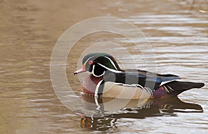 Wood Duck