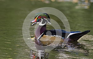 Wood Duck