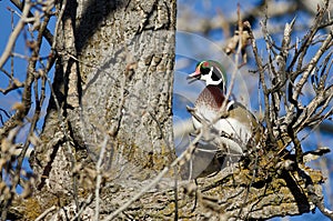 Wood Duck Calling While Perched in a Tree