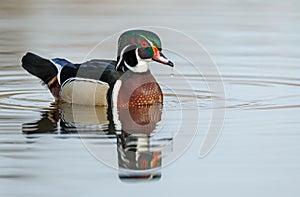 The wood duck or Carolina duck (Aix sponsa)