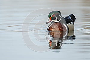 The wood duck or Carolina duck (Aix sponsa)