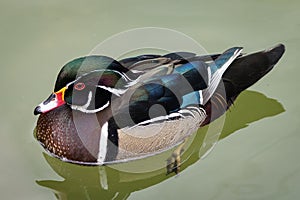 The Wood Duck or Carolina duck swimming in the water photo