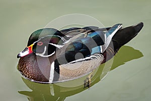 The Wood Duck or Carolina duck swimming in the water