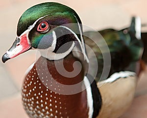 Wood duck