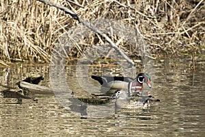 Wood duck couple in the lake.
