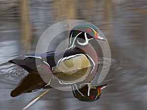 Wood Duck Drake