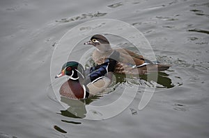 Wood duck drake and hen in water