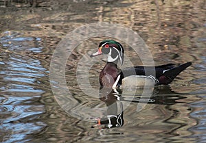 Wood Duck Drake in Pond