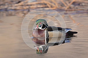 Wood Duck Drake Portrait