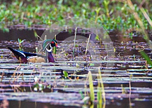 Wood Duck Drake in the Reeds