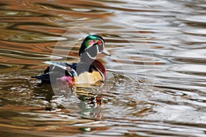 Wood Duck Drake on the Water