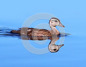 Wood Duck duckling Carolina Duck