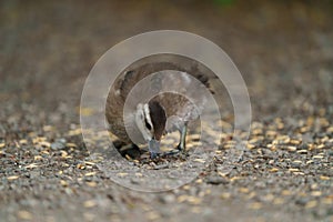 Wood duck duckling feeding at lakeside