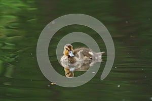 Wood duck duckling resting at lakeside