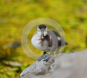 Wood duck duckling resting at lakeside