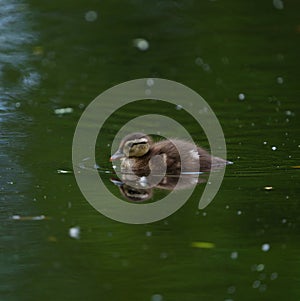 Wood duck duckling resting at lakeside