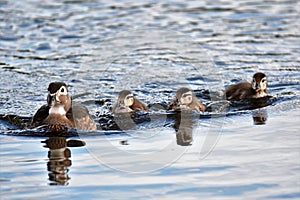 Wood duck  Family