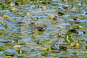 Wood duck family swimming across the marsh area.