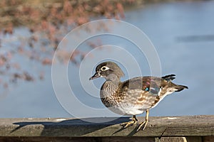 Wood duck female