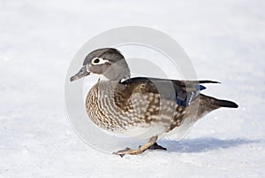 A Wood duck female walking on the cold ice by the river in Ottawa, Canada