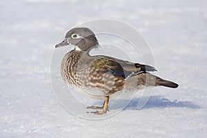 A Wood duck female walking on the cold ice by the river in Ottawa, Canada