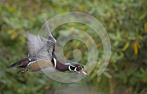 Wood duck in flight