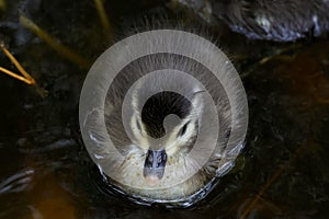 Wood Duck Fluffy Hatchling, Closeup