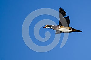 Wood Duck Flying in a Blue Sky