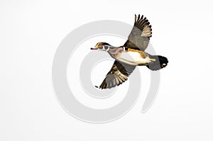 Wood Duck Flying on a White Background