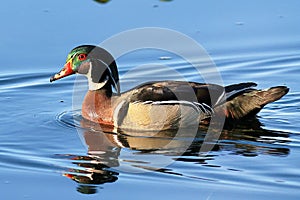 Wood Duck On Glassy Water, Closeup
