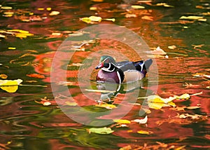 Wood Duck on Golden Pond