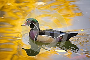 Wood Duck on Golden Pond