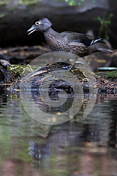 Wood Duck Hen Calling