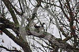 A Wood Duck High in a Tree