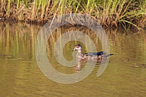 Wood Duck Immature    842140