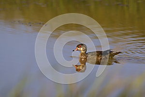 Wood Duck Immature    842155