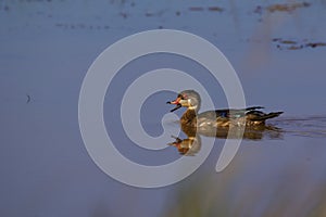 Wood Duck Immature    842159