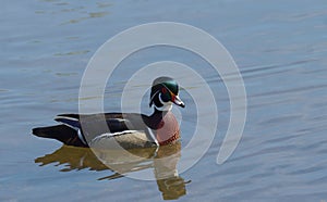 Wood duck on lake