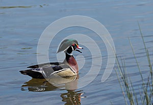 Wood duck on lake