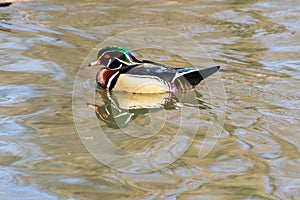 Wood duck on the lake at Bronx zoo