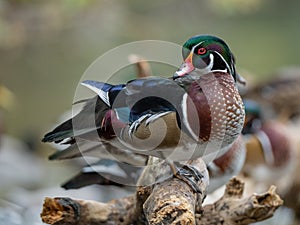 Wood Duck in Maine