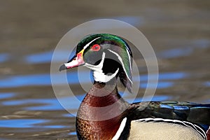 Wood Duck (male)