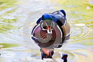 Wood Duck Male.