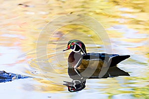 Wood Duck male.