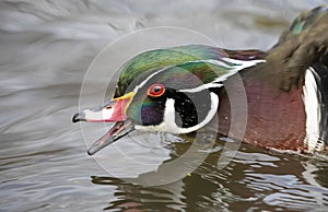 A Wood duck male Aix sponsa quacks ay other ducks as he swims in river in Ottawa, Canada