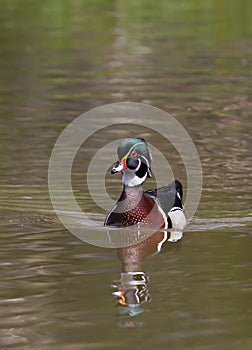 A Wood duck male Aix sponsa swimming on Brewery Creek in Gatineau, Quebec in Canada