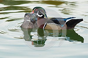 Wood Duck - Aix sponsa